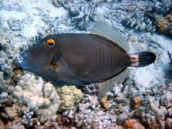File Fish. Maui, Hawaii. by Lisa Lappe 